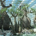 Gardens by the Bay / Grant Associates Gardens by the Bay / Grant Associates Courtesy of Grant Associates
