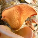 Update: Jardin de la Connaissance (2) © A.R. Mongeon