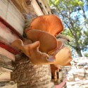 Update: Jardin de la Connaissance (1) © A.R. Mongeon