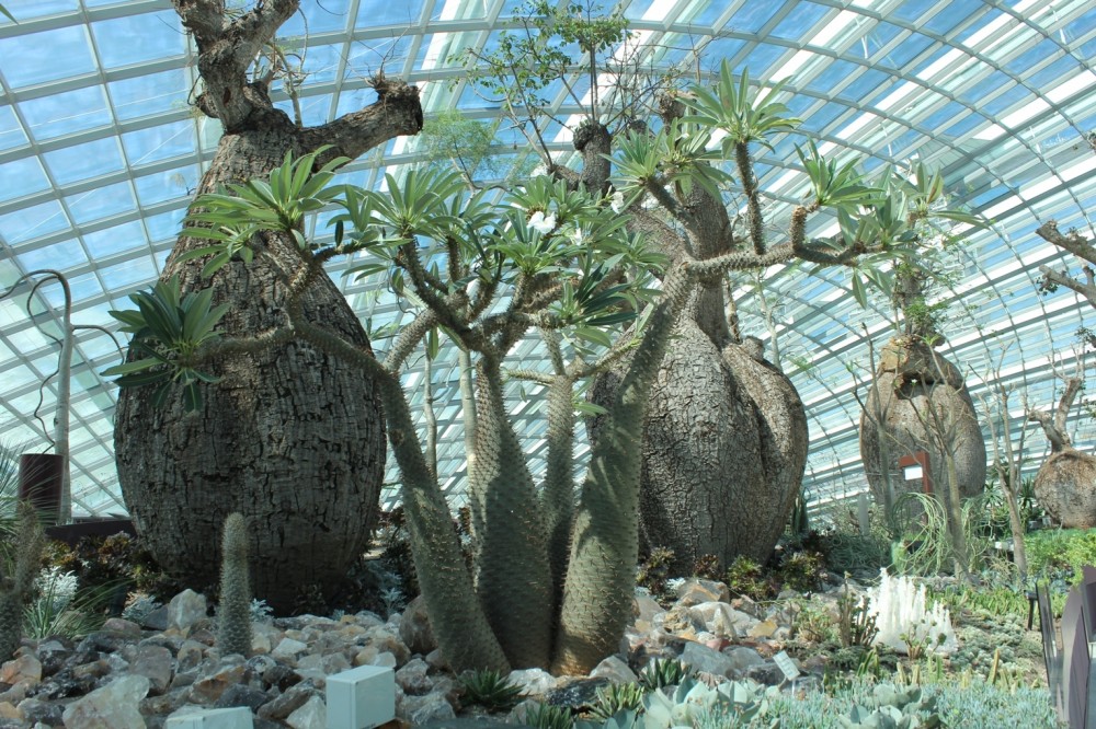 World Architecture Festival announces the World Building of the Year 2012 / Cooled Conservatories at Gardens by the Bay