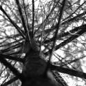 ARBRE / ETB Studio Concept