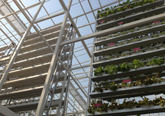 First Commercial Vertical Farm opens in Singapore