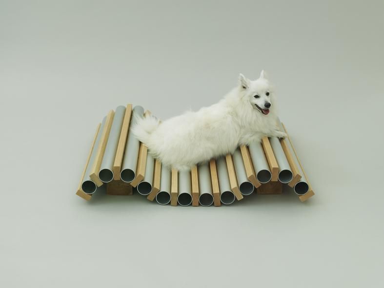 Architecture For Dogs