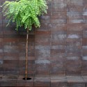 Brick Pattern House / Alireza Mashhadmirza Courtesy of Alireza Mashhadmirza