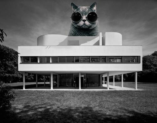 The Invasion of Architectural LOLCats