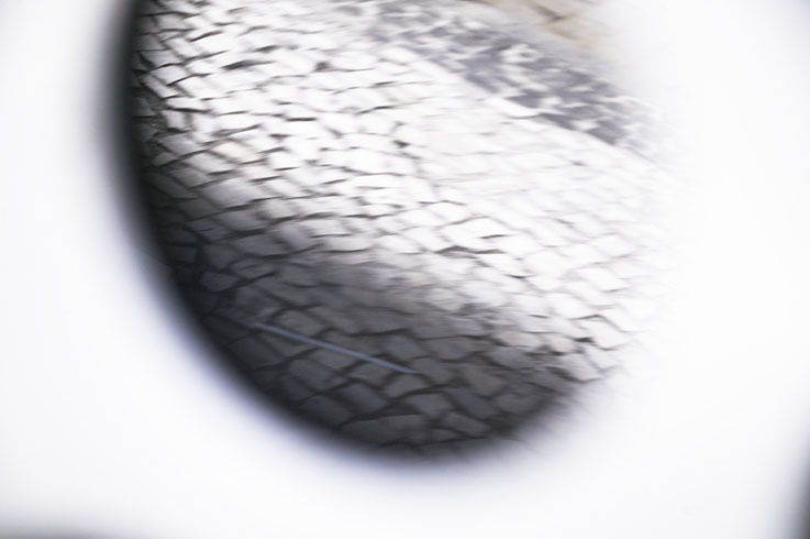The work of Oscar Niemeyer, by Patricia Parinejad