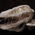 3-D Printing ProtoHouse 1.0 and ProtoHouse 2.0 / Softkill Design AA DRL ProtoHouse 1.0 - SoftKill