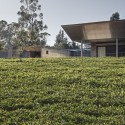 House in a Tea Garden / RMA Architects © Rajesh Vora