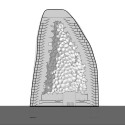 NL Architects Propose Striking Chain of Amethyst-Inspired Hotels Longitudinal Section. Image © NL Architects