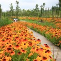 Minghu Wetland Park / Turenscape Minghu Wetland Park / Turenscape Courtesy of Turenscape
