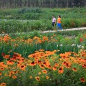 Minghu Wetland Park / Turenscape Minghu Wetland Park / Turenscape Courtesy of Turenscape