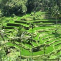 Group8asia Selected to Realize "Verdant Urban Oasis" in Singapore Group8asia Selected to Realize "Verdant Urban Oasis" in Singapore An Example of Rice Terracing. Image Courtesy of Group8asia