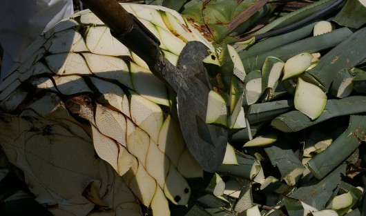 The heart of Agave Tequilana during the tequila production process. Image © Flickr CC user Thomassin Mickaël