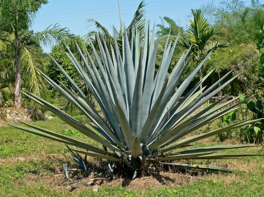 The Agave Tequilana plant. Image © Wikimedia CC user Stan Shebs